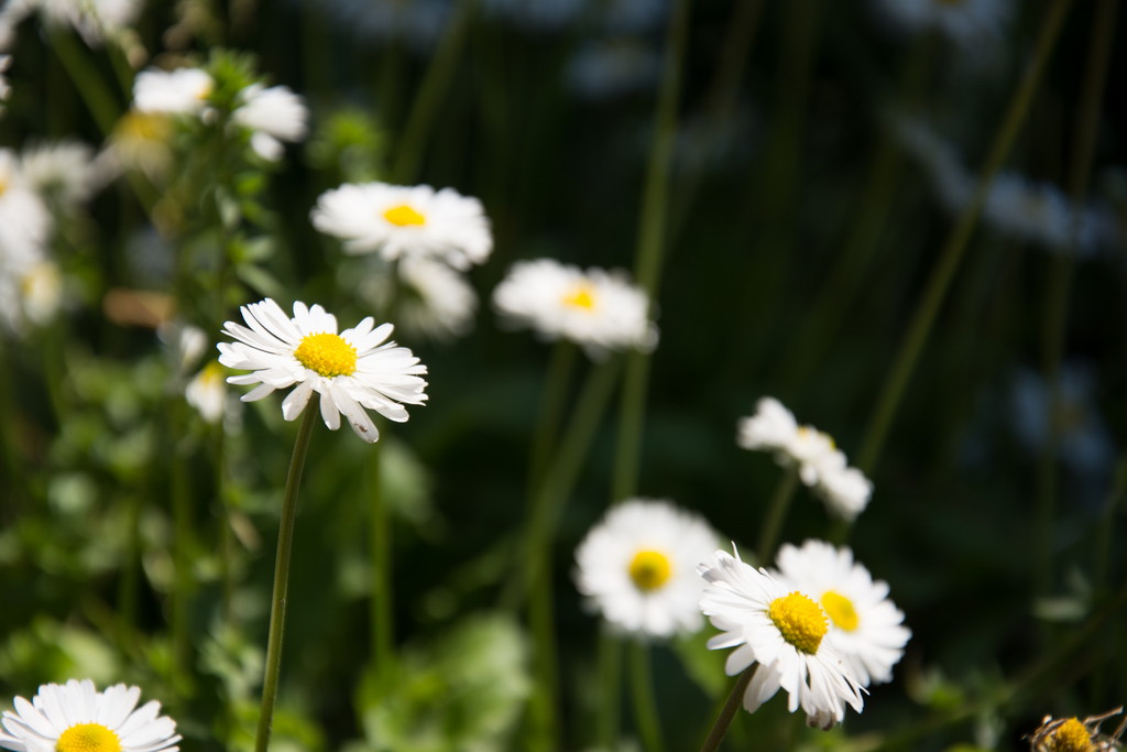Primavera