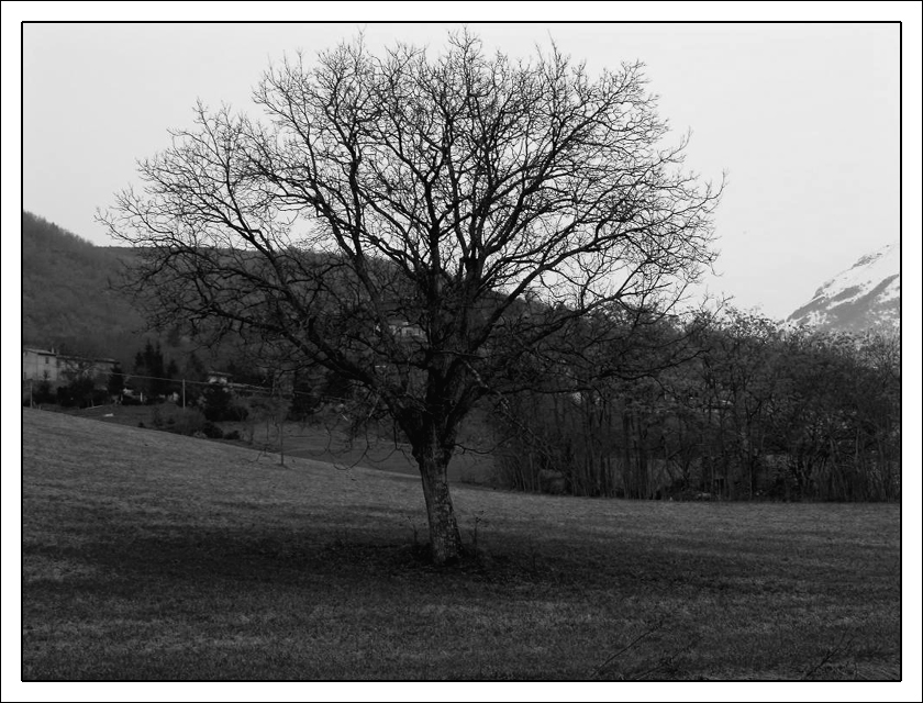Quercia B&W