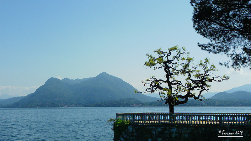 Albero