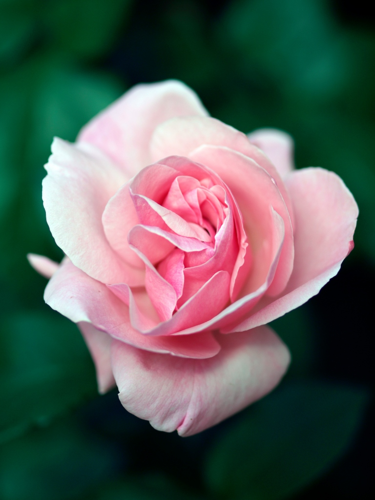 Rosa 1