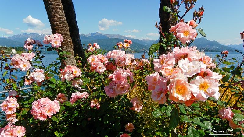 Floreale