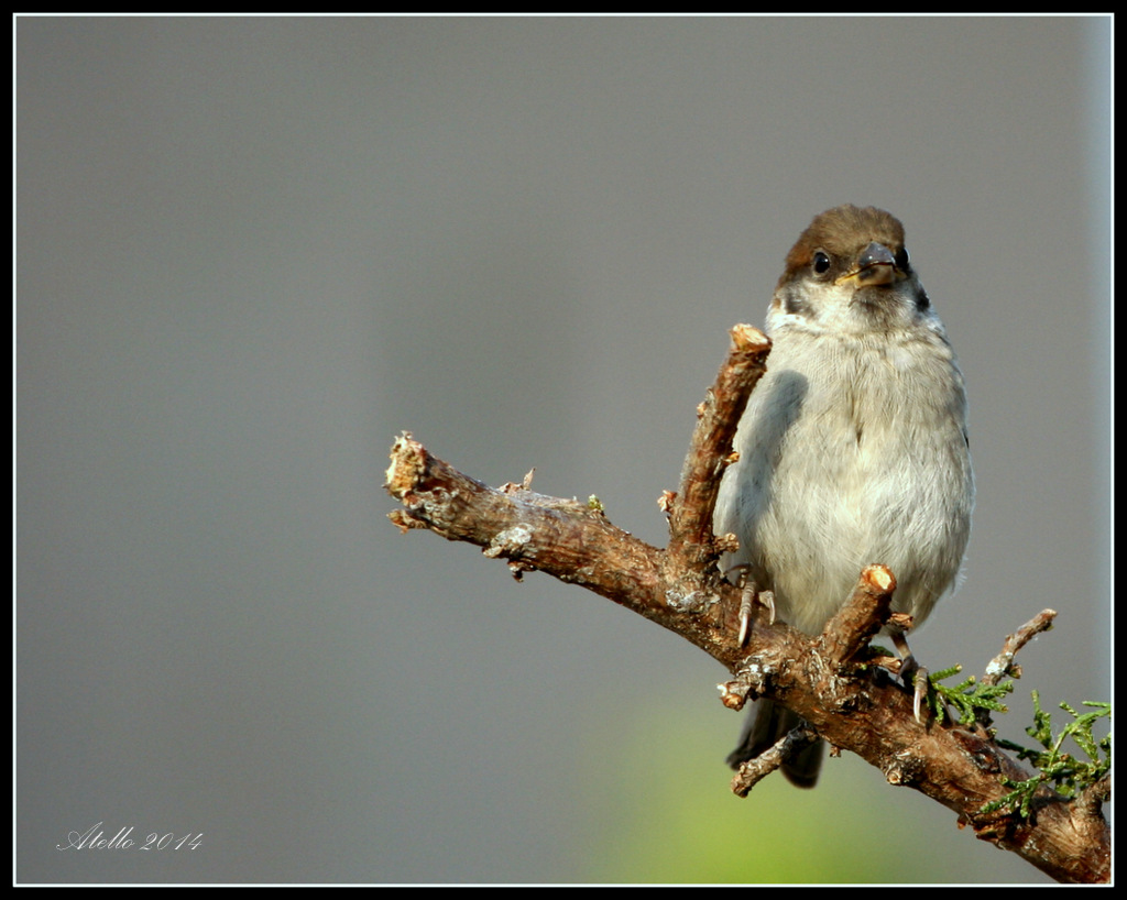 birds_8215