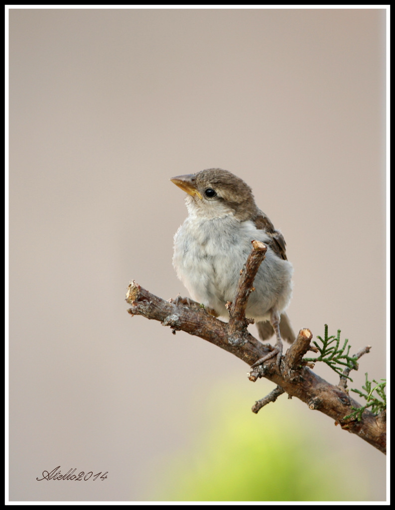 birds_8173