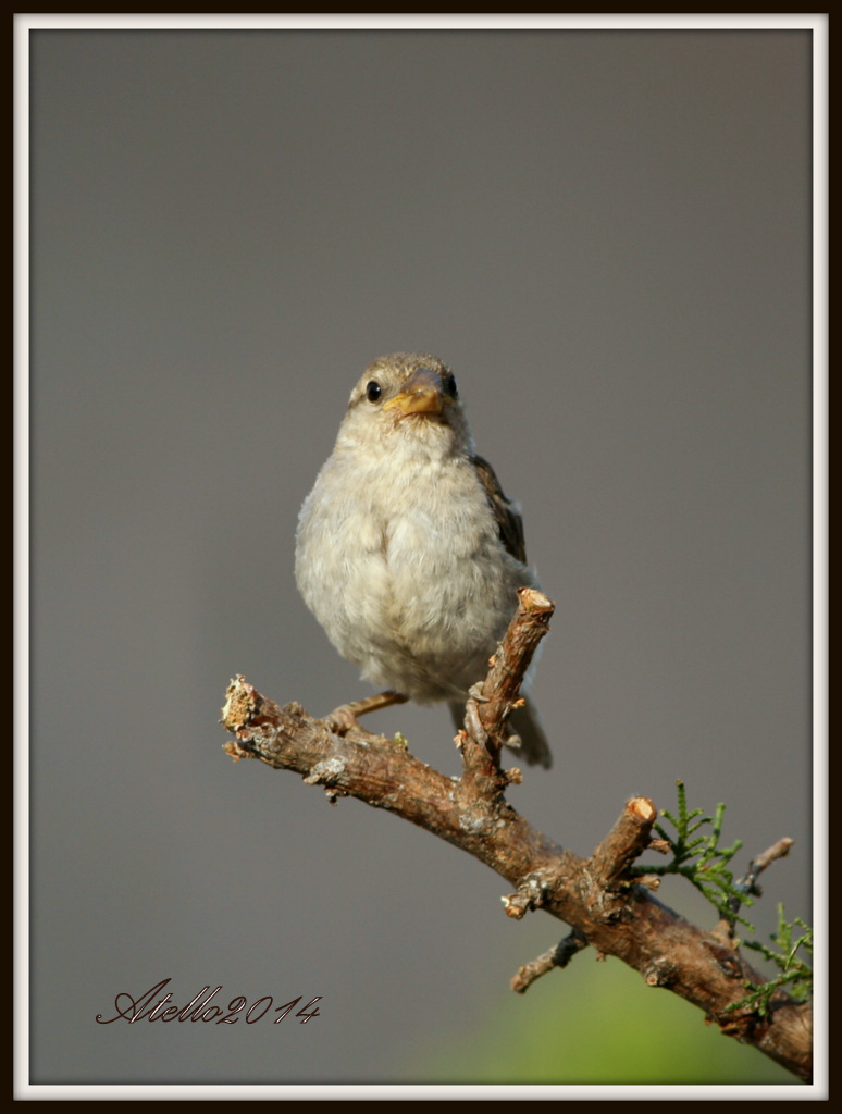 birds_8131