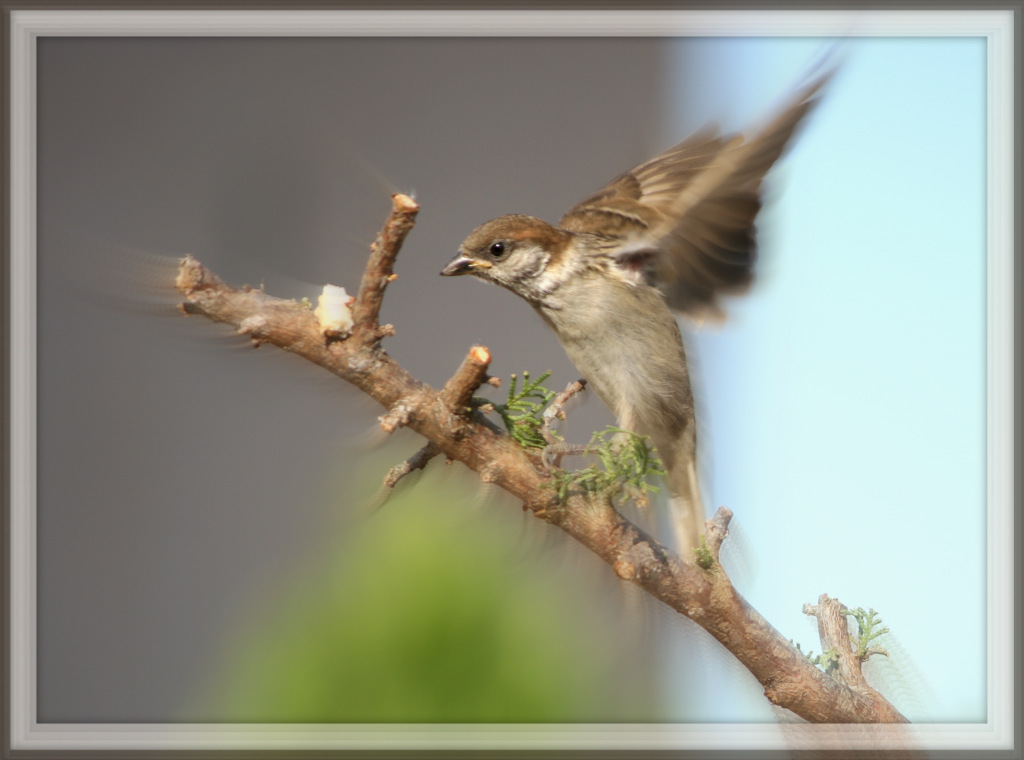 birds_8004