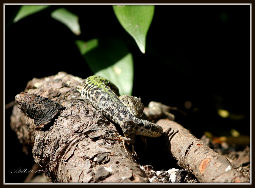 natura_7199