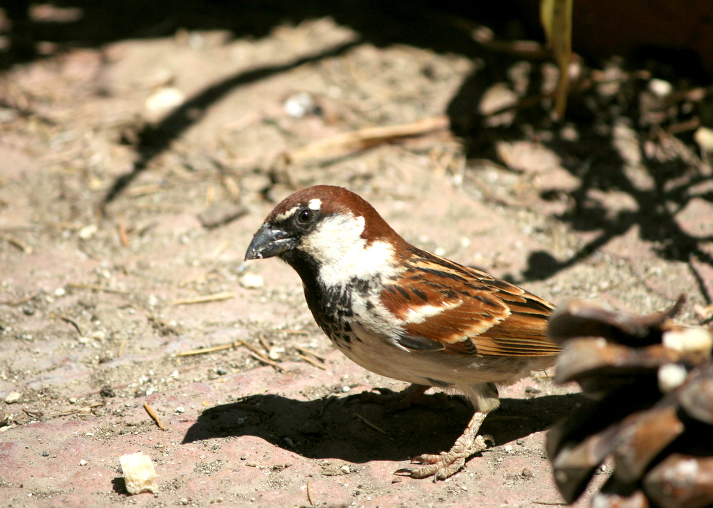 passero maschio