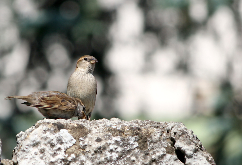 mamma con pullo 1