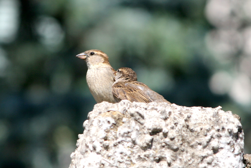 mamma con pullo 3