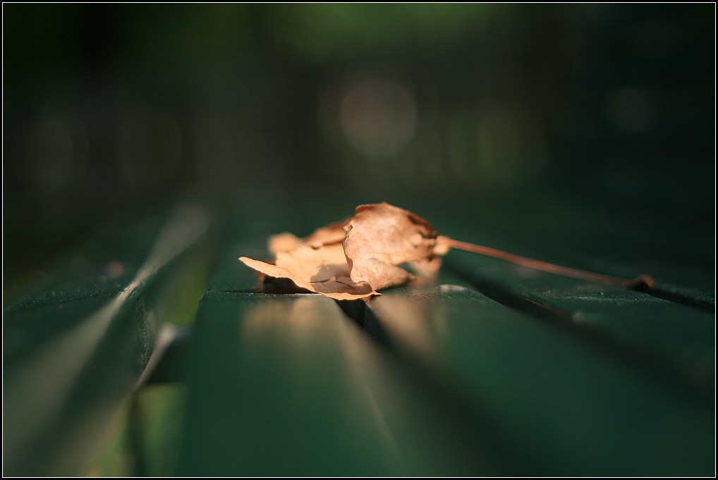 foglia