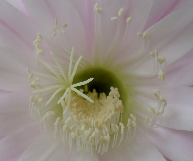 IL CUORE DEL FIORE