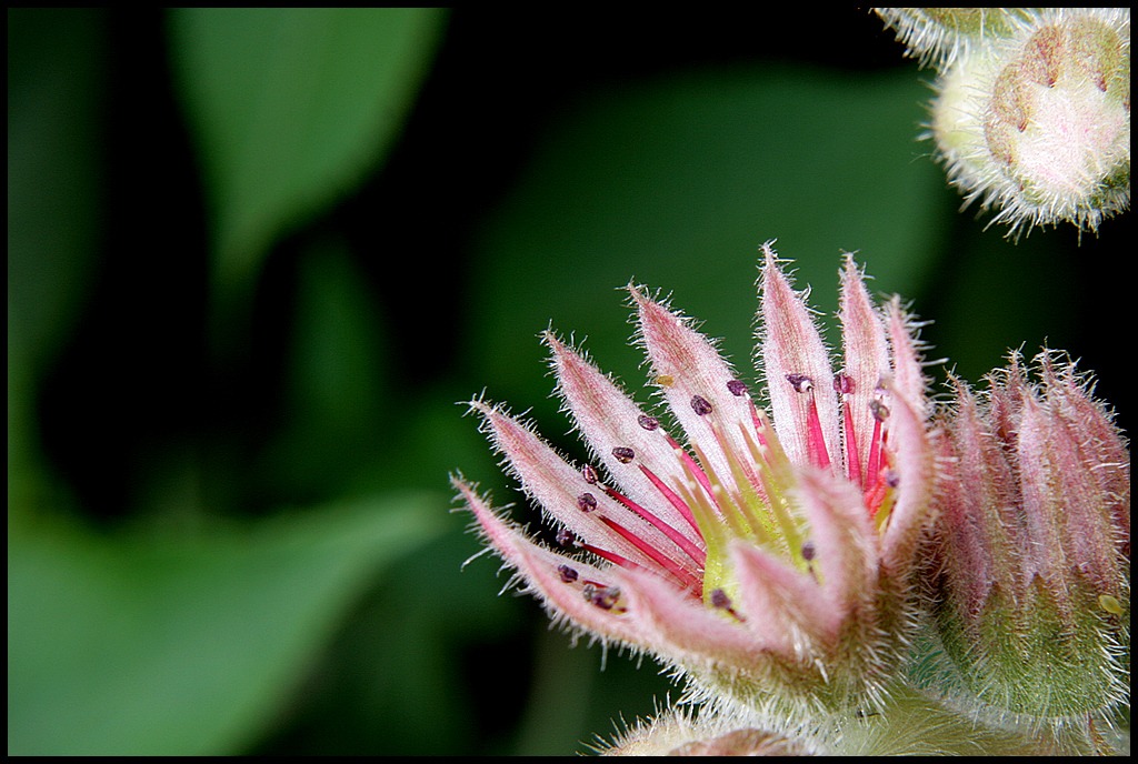 MACRO 1