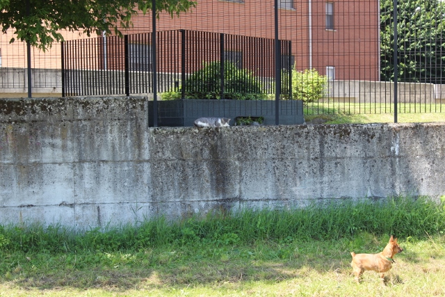 mi  sembrato di vedere un gatto