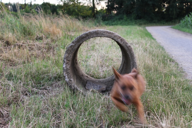 speed