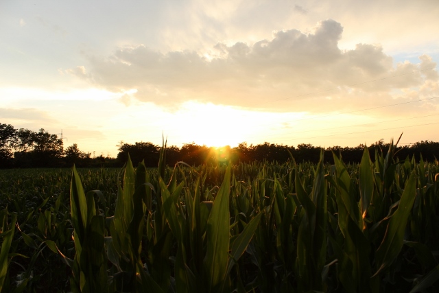 tramonto sul granoturco