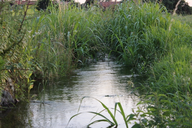 fontanile