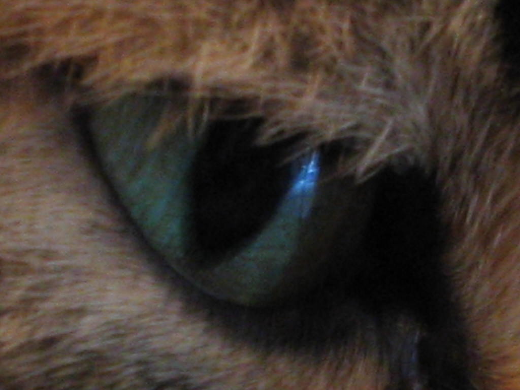 eye chat (lewinsky)
