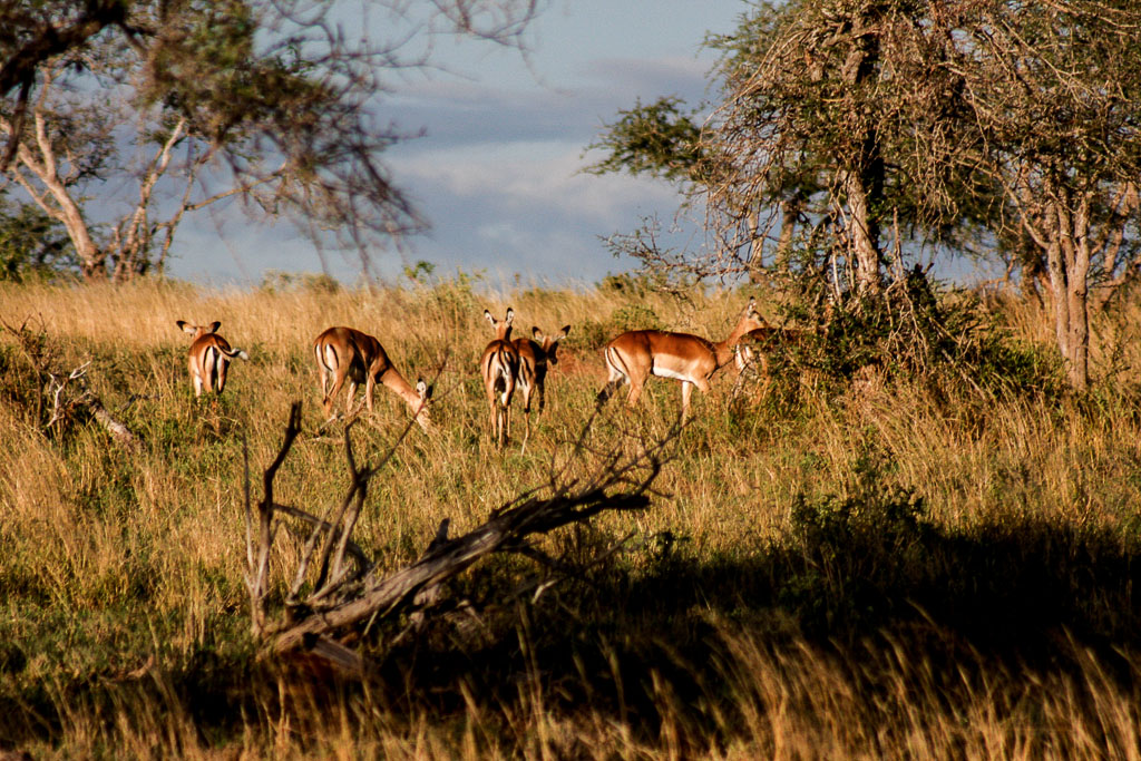 Africa 4