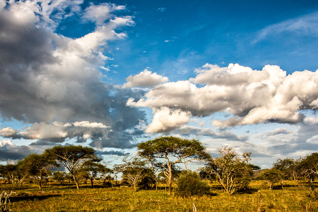 Africa 6