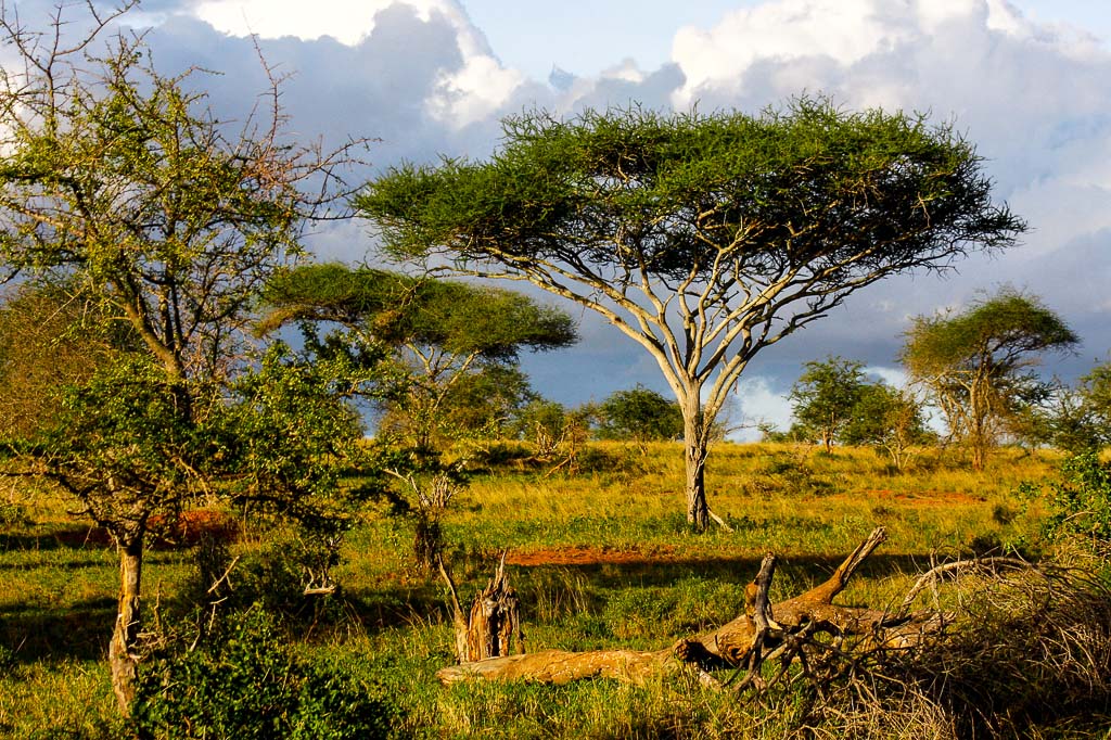 Africa 7