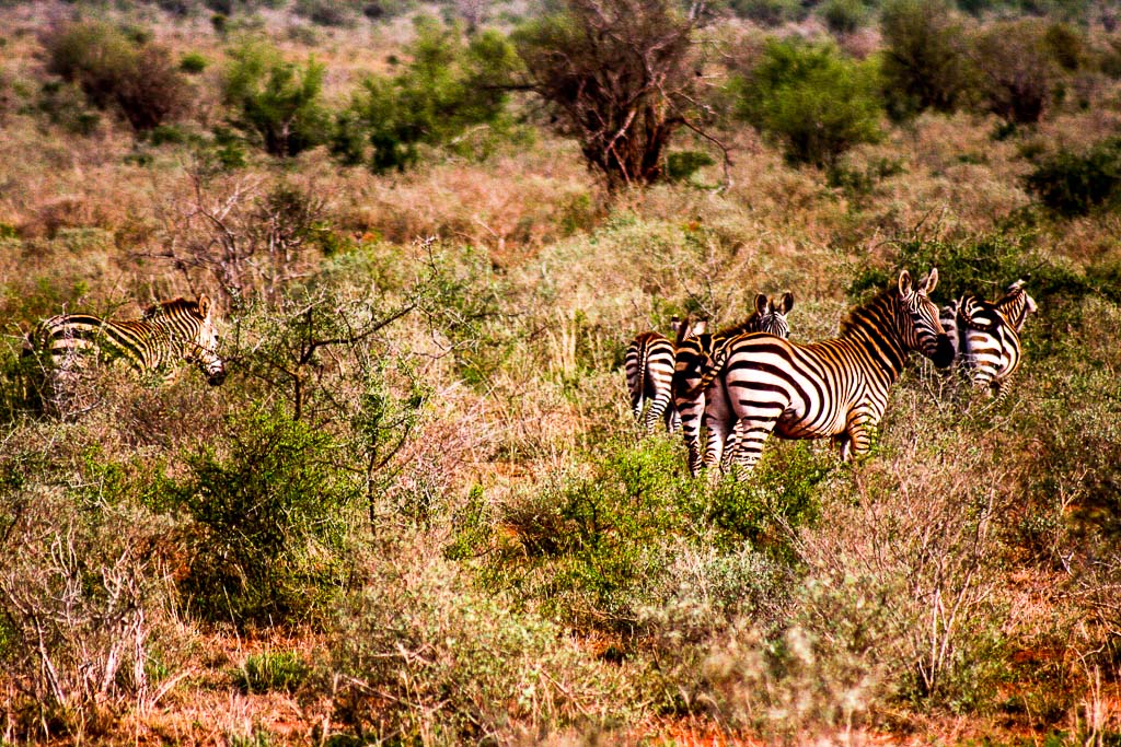 Zebre dello Tsawo