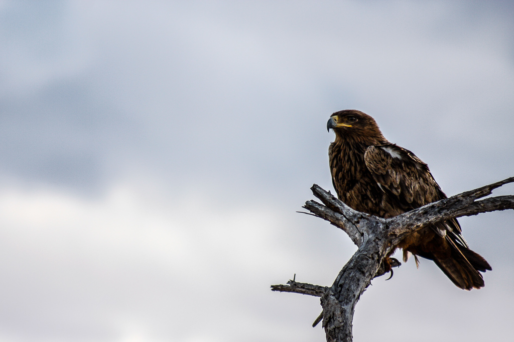 Aquila