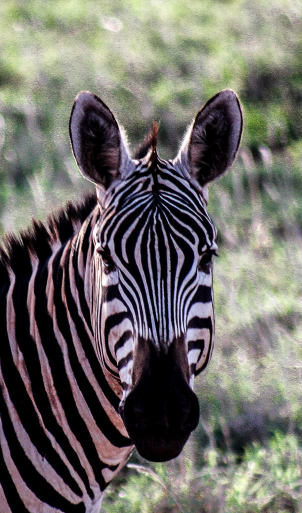 zebra