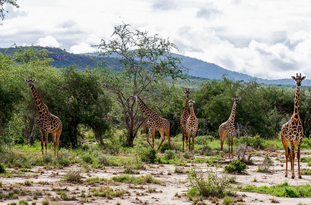 Giraffe