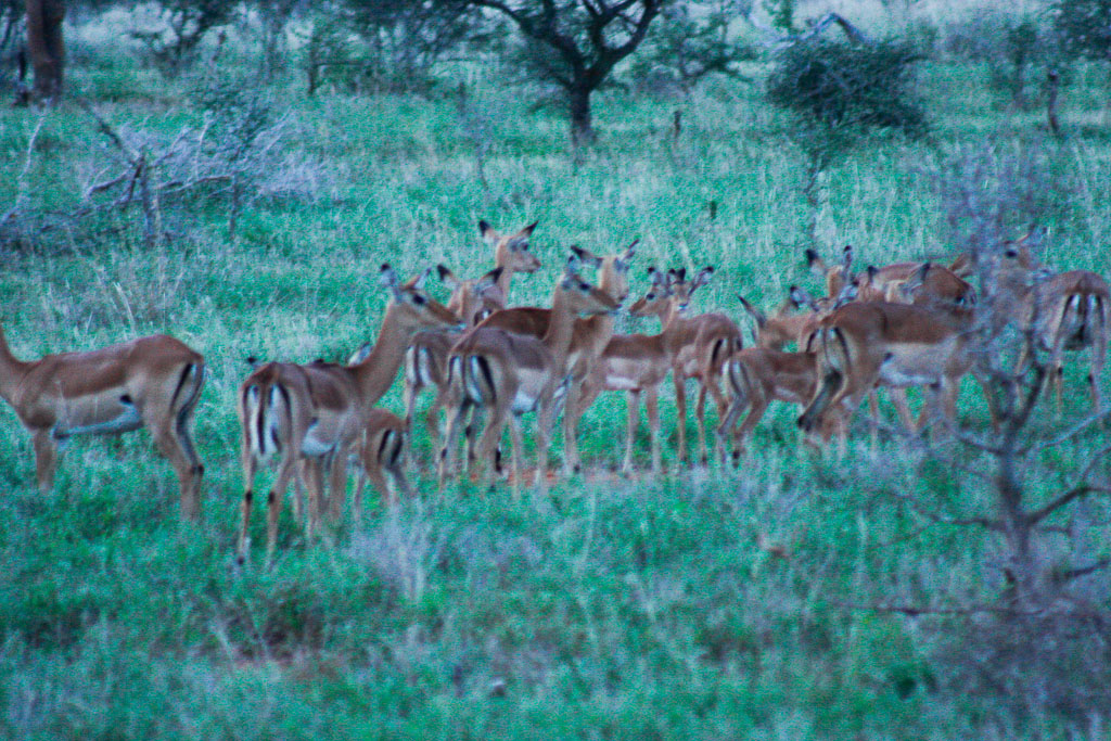 Harem di gazzelle