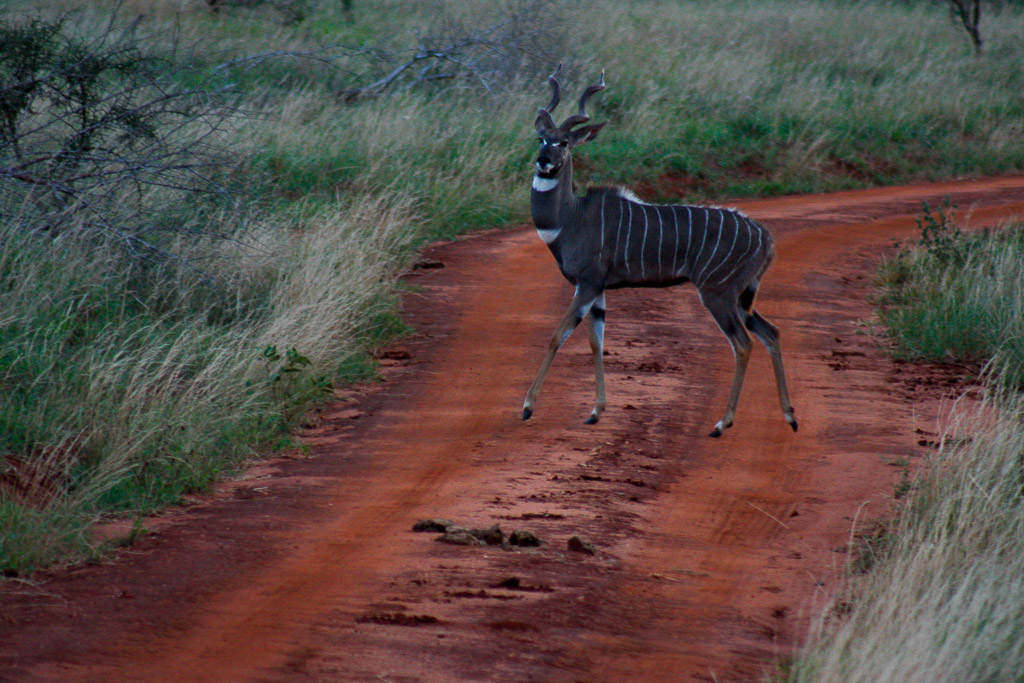 Africa 21
