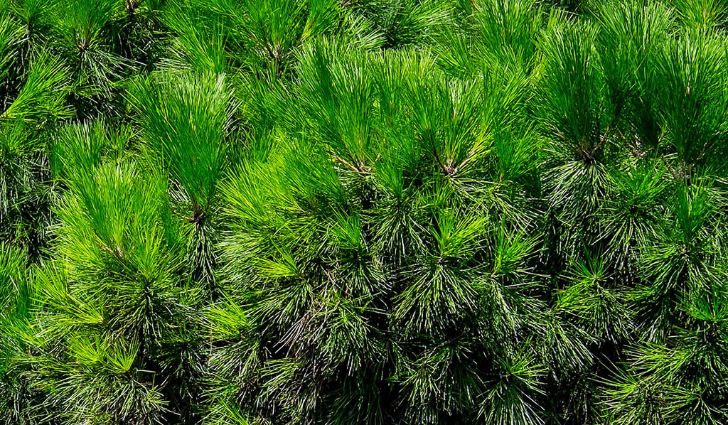 crop 100%