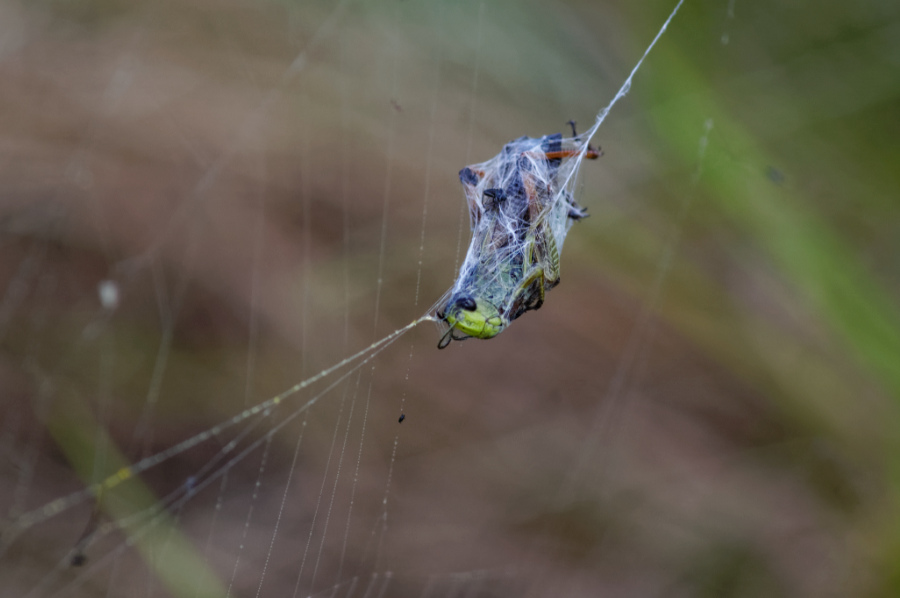 La dura legge della natura
