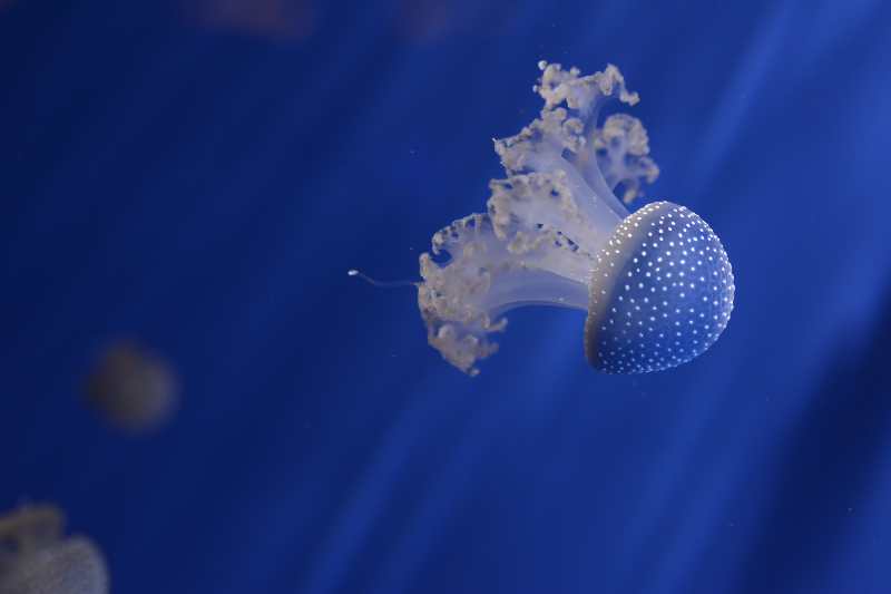 Contest 81 - Blu