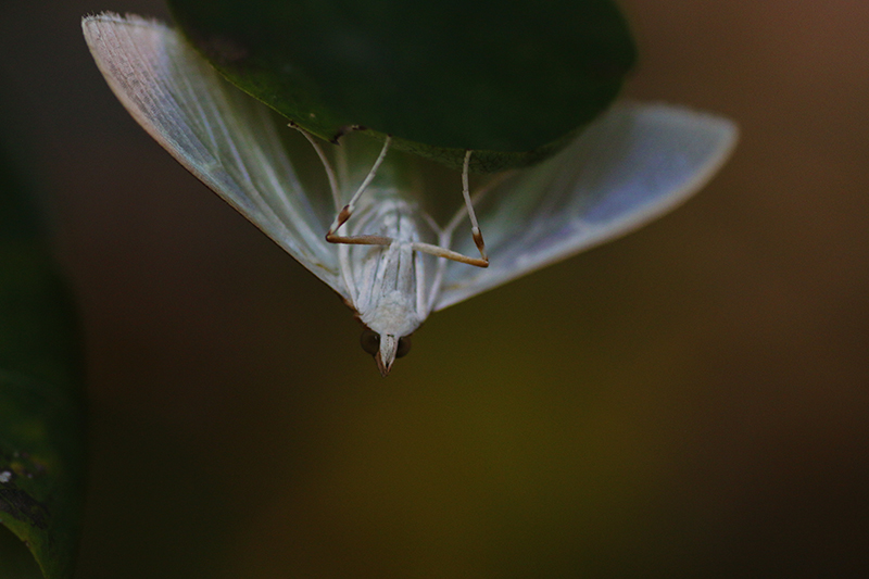 Macro