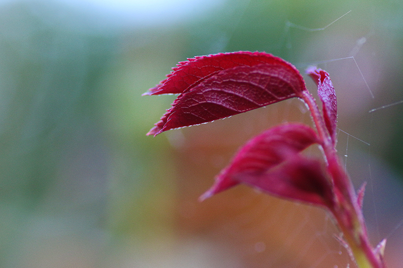 Macro