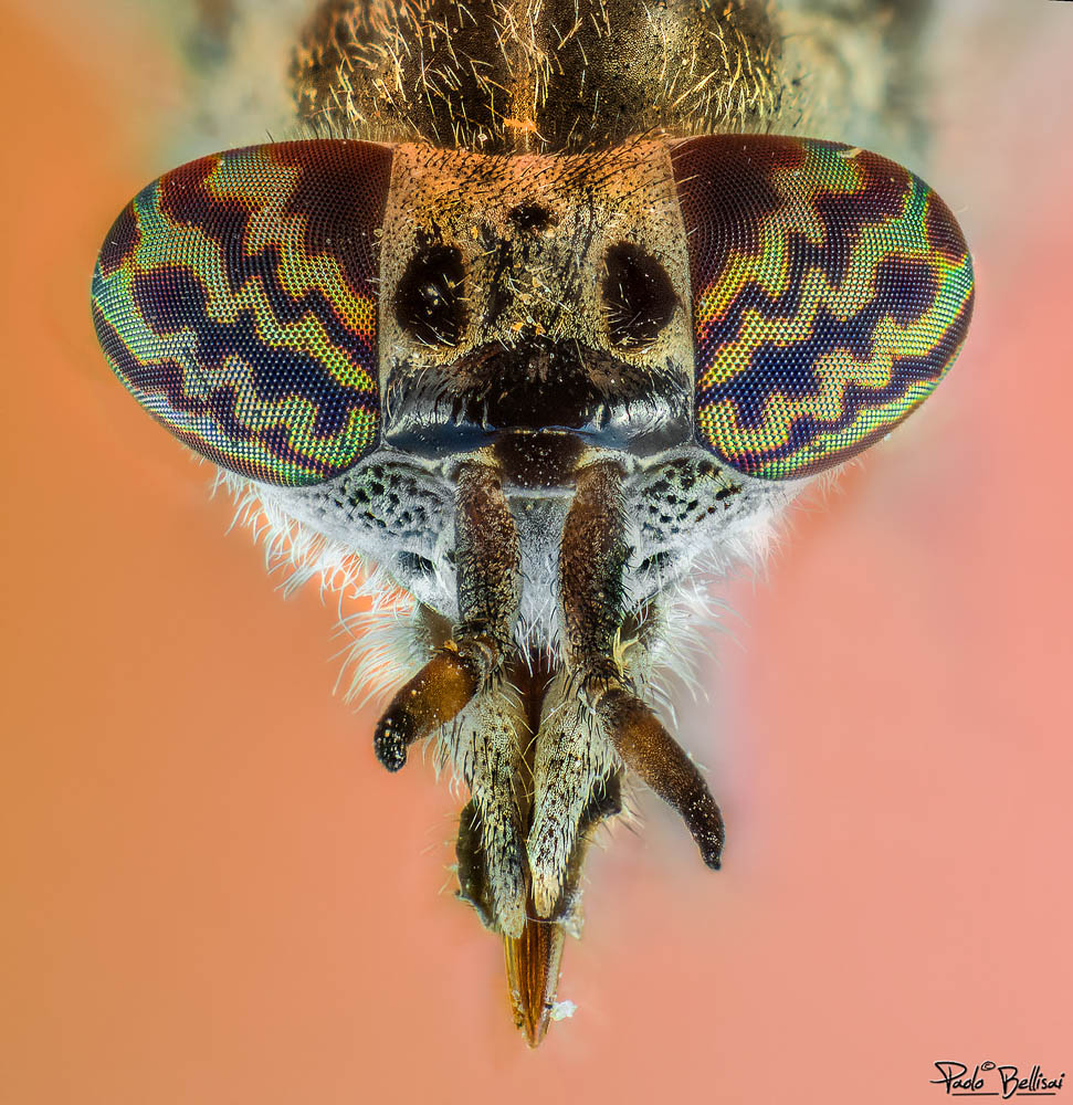 Portrait Tabanidae