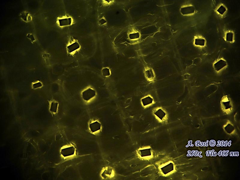 Aglio Fluorescente