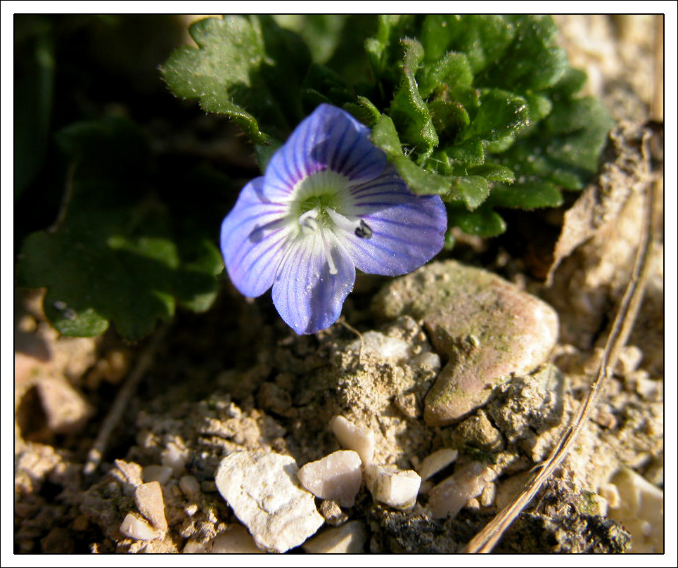 Fiorellino celeste