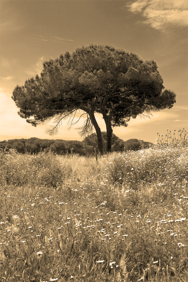 L'albero2