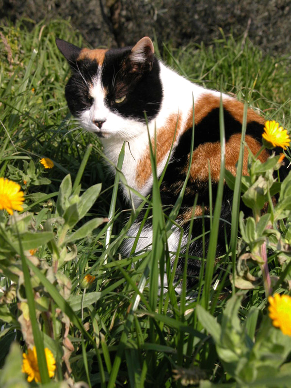 Pandina in mezzo ai fiori