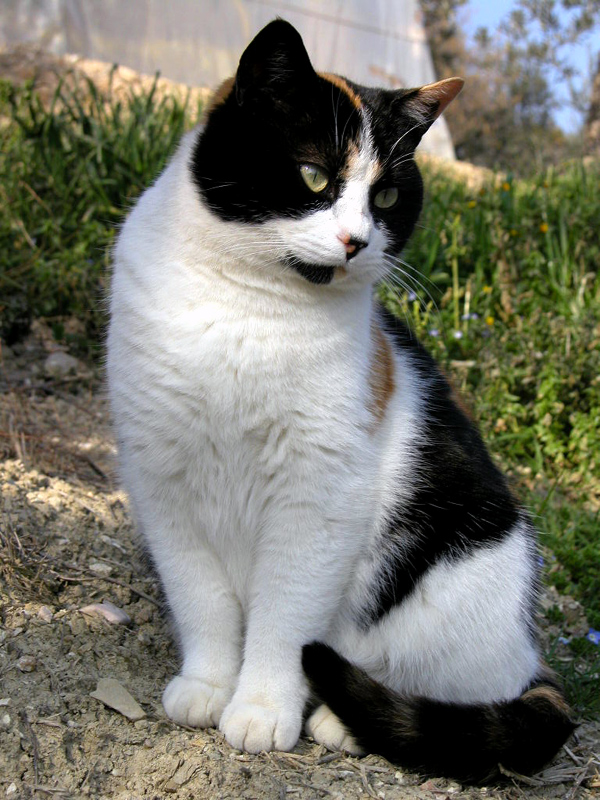 Pandina