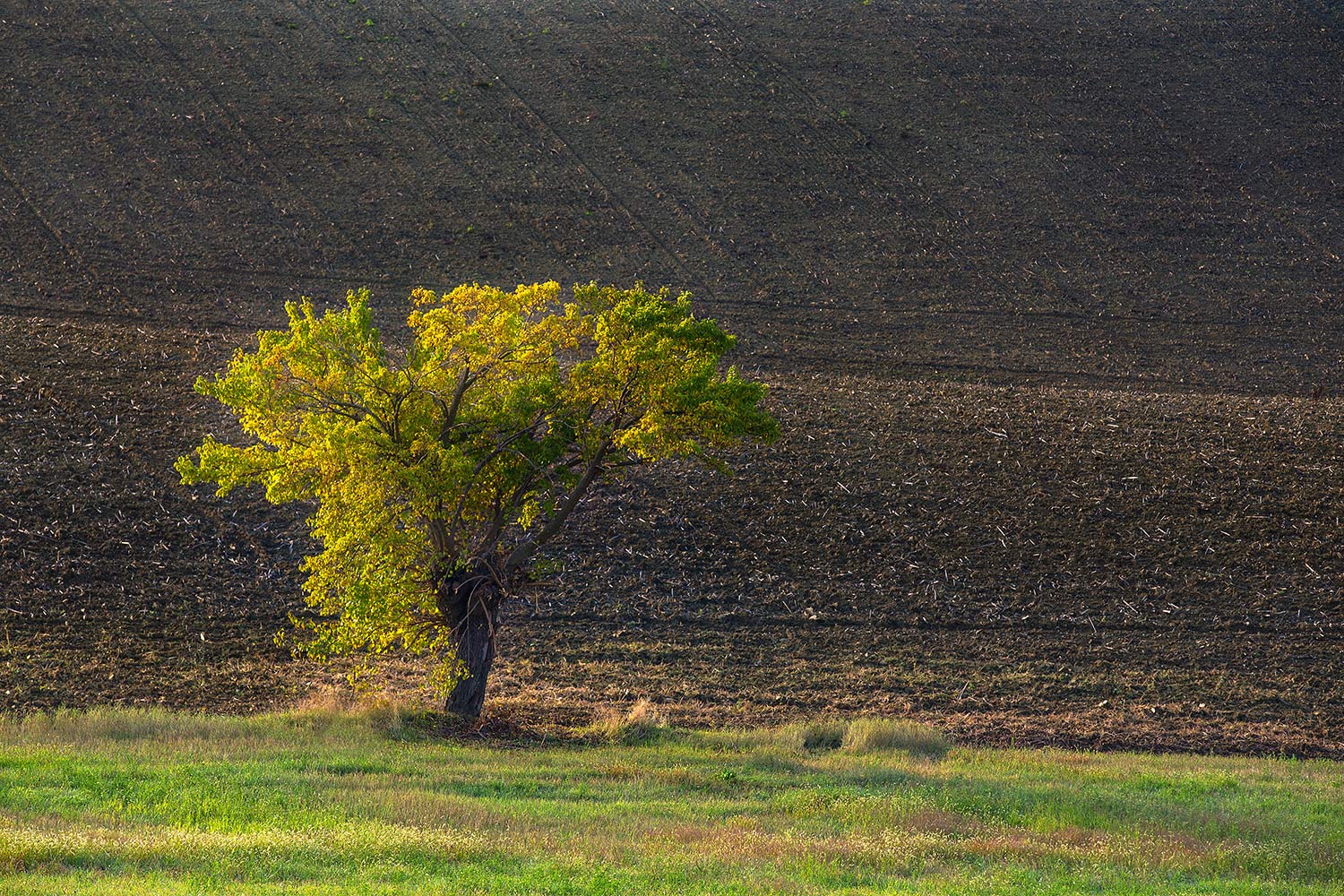 solitudine
