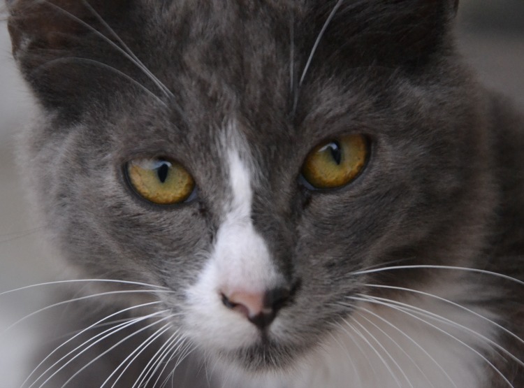 Il Re felino.