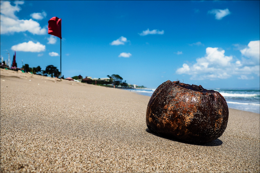 ::: Cocco :::
