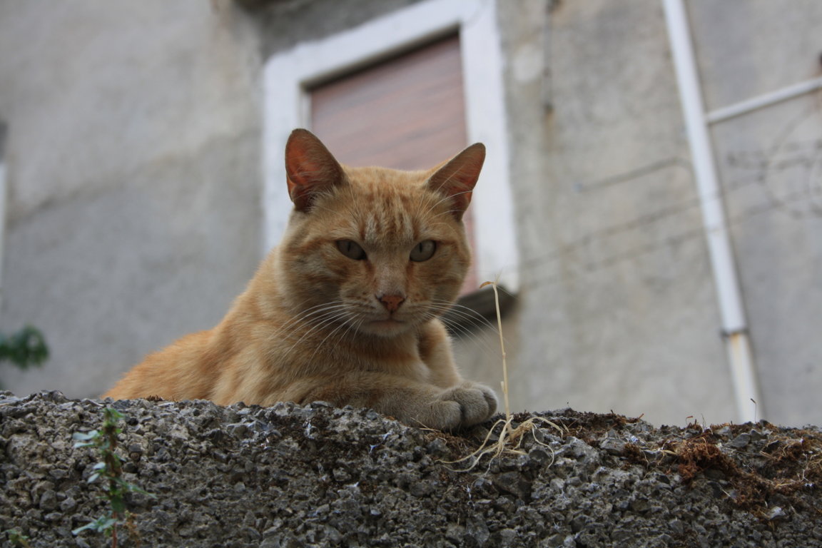 gatto