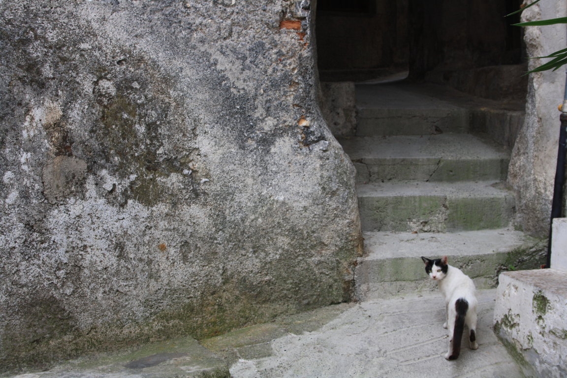 gatto