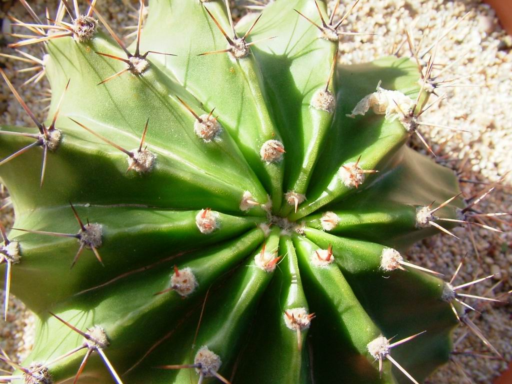 Pianta grassa