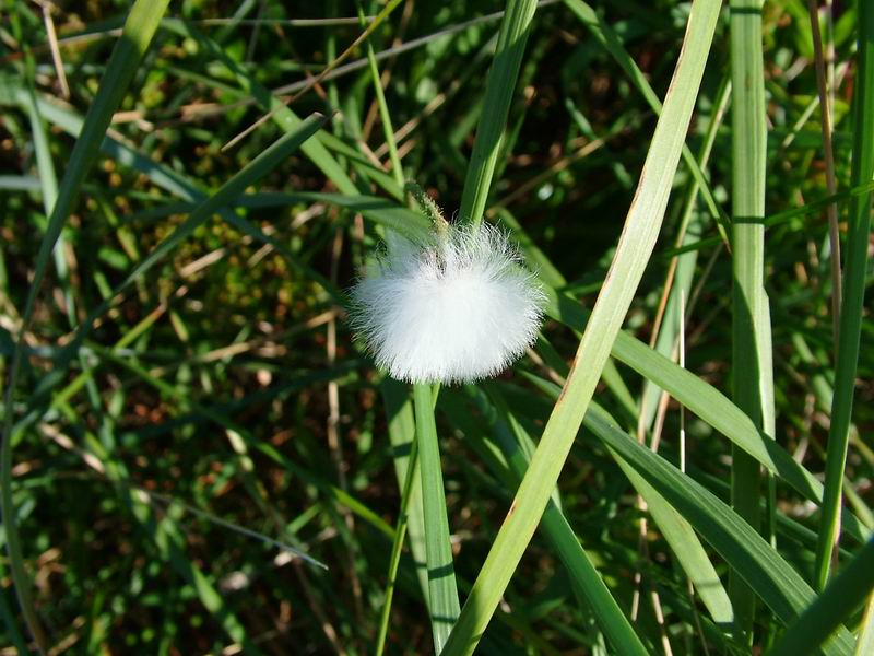 Soffione