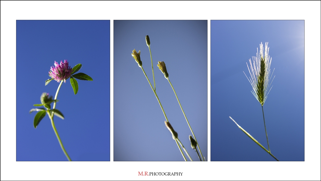 ::: Luci & Colori :::