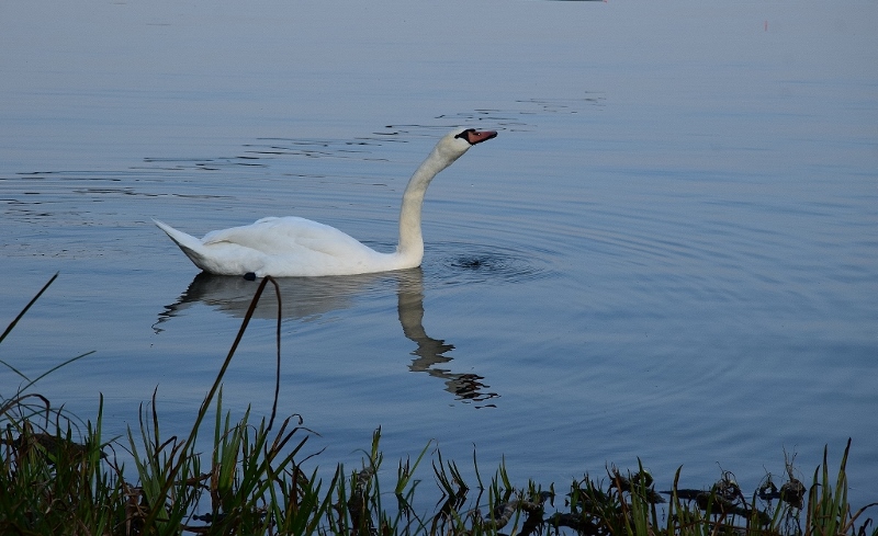 Cigno